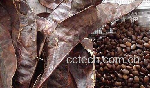 皂角的作用与功效是什么-0