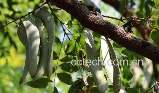 皂角洗头的作用与功效是什么-0