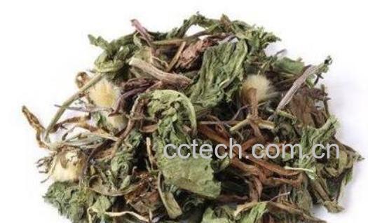 蒲公英哪四种人不能喝-0