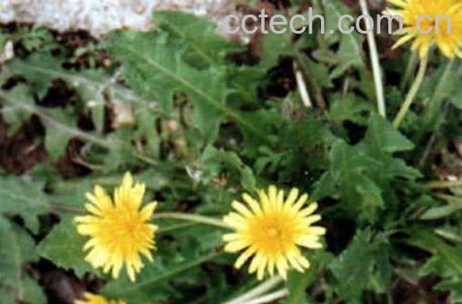 蒲公英哪四种人不能喝-1