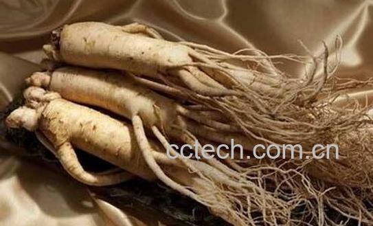 十一类人不适宜吃人参 什么人不能吃人参-1