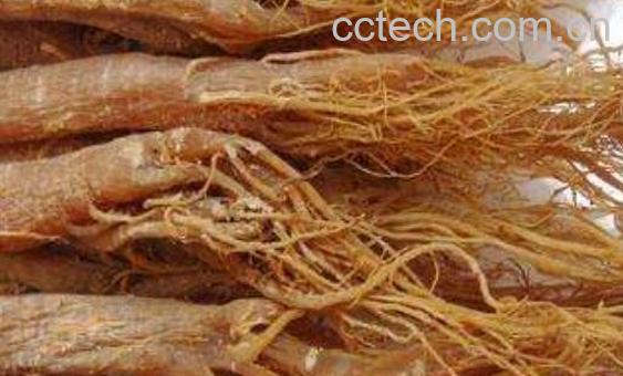 十一类人不适宜吃人参 什么人不能吃人参-0