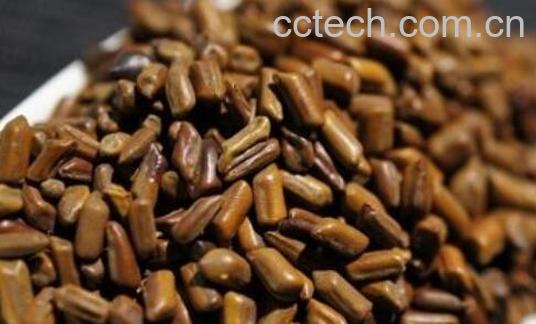 决明子的正确使用方法-1