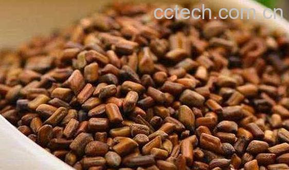 决明子的正确使用方法-0