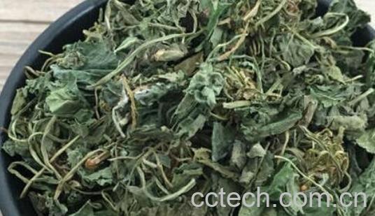 地丁草泡水喝的功效作用-1