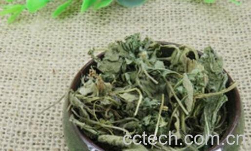 地丁草泡水喝的功效作用-0