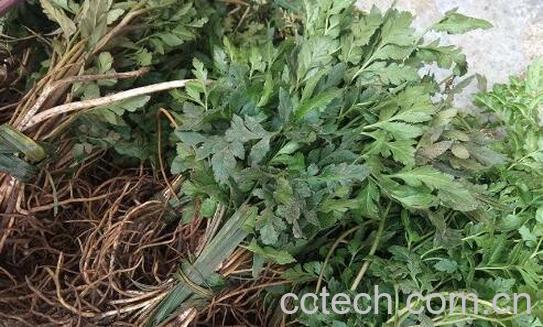 芦丁草的功效与作用-0