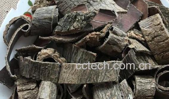 黑杜仲的功效和作用-1