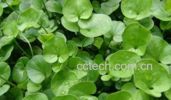 苦叶草的功效与作用-0