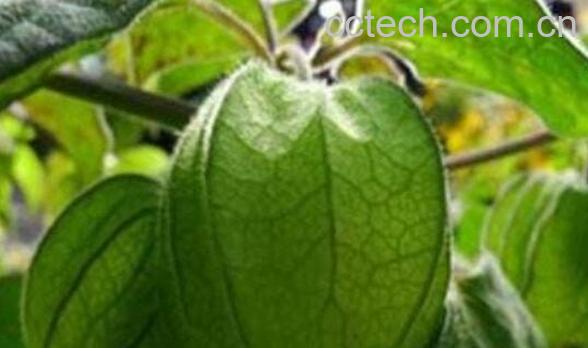 响铃草的功效与作用-0