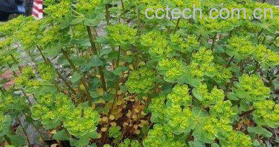 苦叶草的功效与作用-1