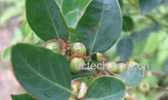 鬼画符草药的作用与功效-1