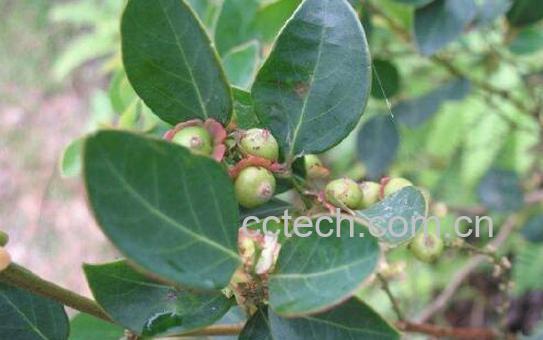 鬼画符草药的作用与功效-0