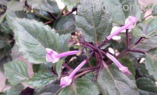 香茶菜的功效与作用-0