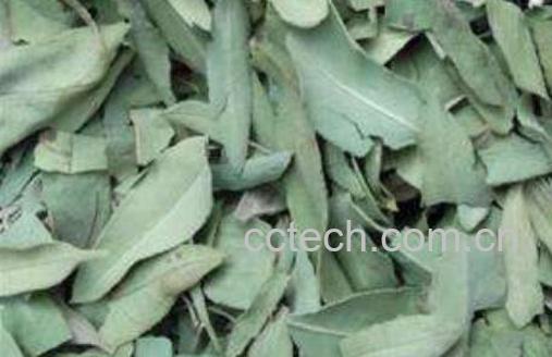 罗布麻叶的功效与作用 罗布麻叶的正确喝法-0