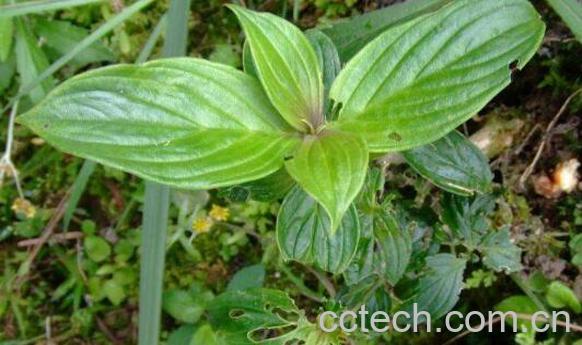 牛白藤的功效与作用及禁忌-1