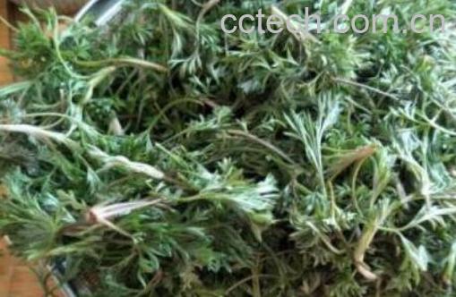 女性喝白蒿水有什么好处-0