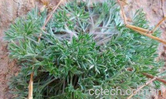 女性喝白蒿水有什么好处-1