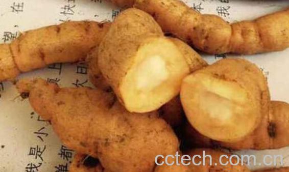 生地黄的功效与作用及禁忌-0