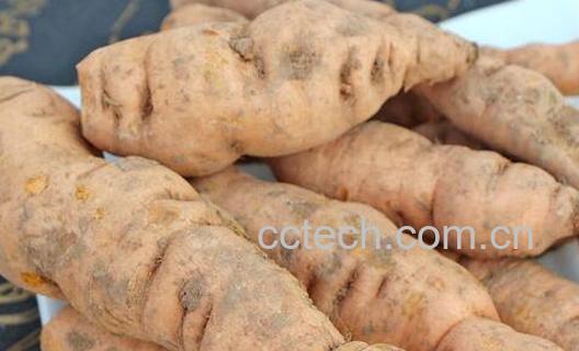 生地黄泡水喝的正确方法 生地黄泡水喝的禁忌症-0