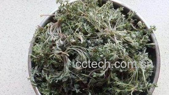 白蒿的功效与作用及禁忌-0