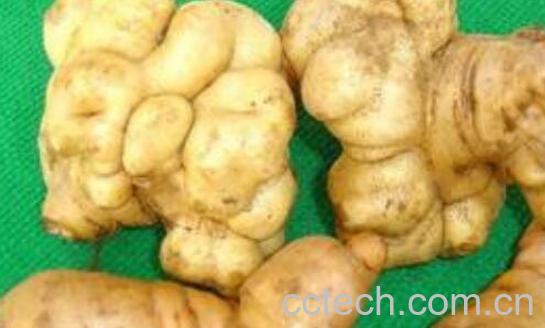 地黄的功效与作用 自己挖的地黄怎么吃-1