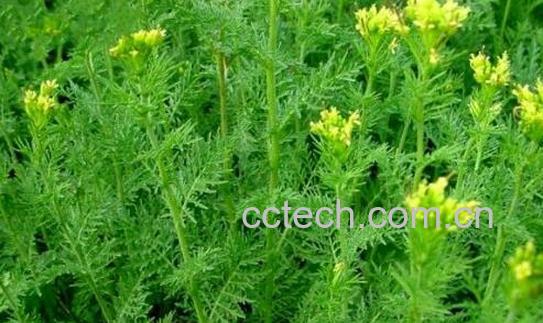 播娘蒿的功效和作用 播娘蒿的禁忌-0