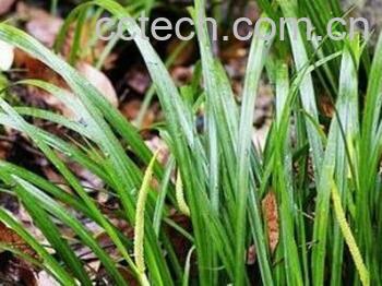 果蔬百科石菖蒲-0