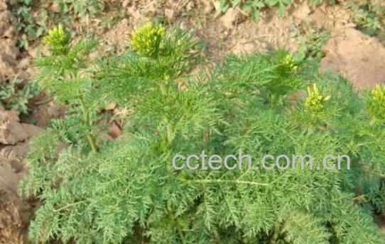 播娘蒿的功效和作用 播娘蒿的禁忌-1