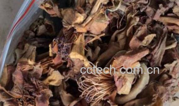 干木棉花的功效与作用-0