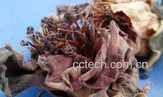 干木棉花的功效与作用-1