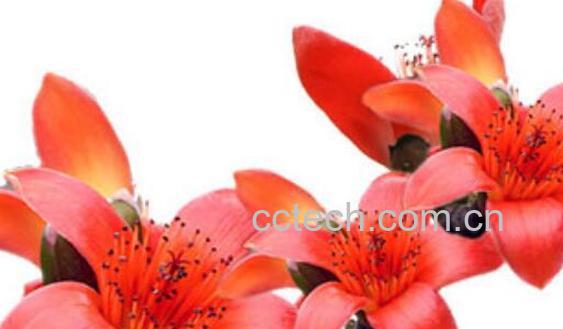 木棉花泡脚的功效作用-0