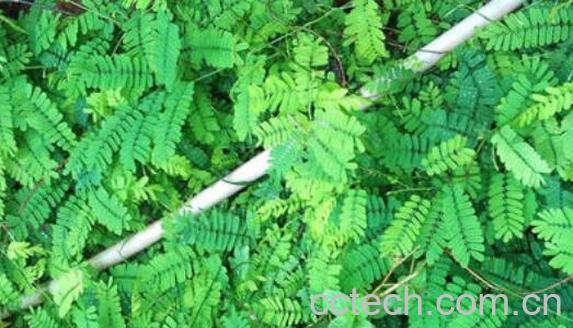 鸡骨草不适合什么人吃 鸡骨草最佳搭配-1