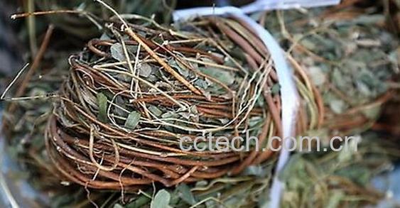 鸡骨草不适合什么人吃 鸡骨草最佳搭配-0