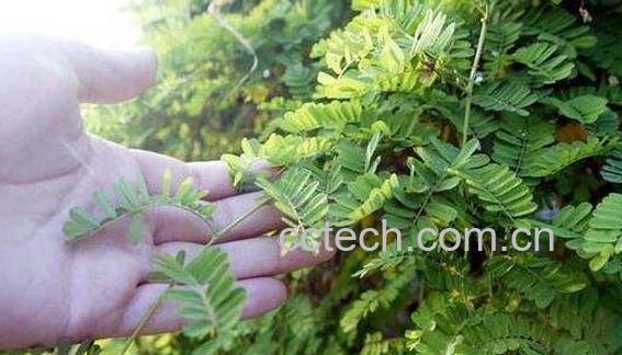 鸡骨草的功效与作用 鸡骨草的禁忌副作用-0