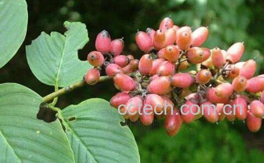 勾儿茶的功效和副作用-1