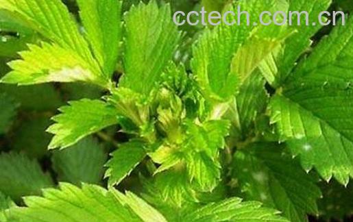 仙鹤草泡水喝的功效与作用及禁忌-0