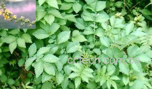 仙鹤草泡水喝的功效与作用及禁忌-1