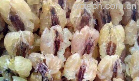 蛤蟆油的功效与作用 蛤蟆油的禁忌-0