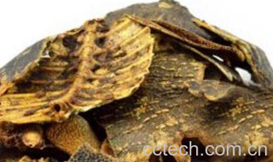 鳖甲的功效与作用及禁忌-0