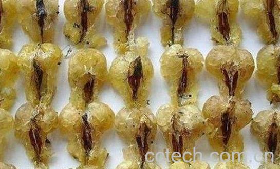 蛤蟆油的功效与作用 蛤蟆油的禁忌-1