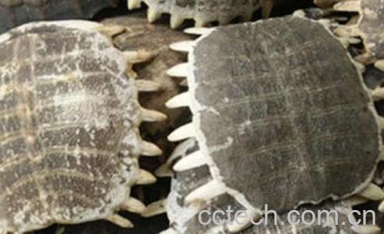 鳖甲的功效与作用及禁忌-1