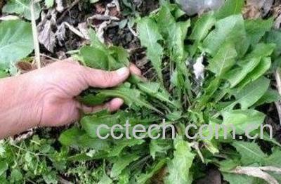  婆婆丁水的功效与作用 -0