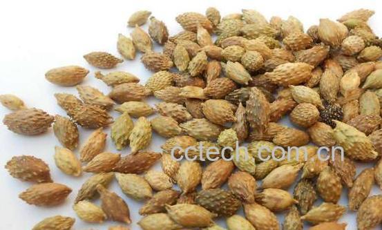 苍耳子的功效与作用及禁忌-0