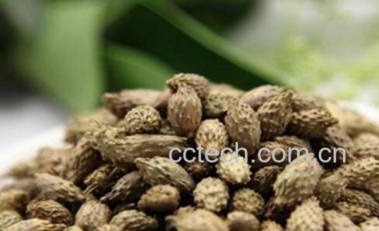 苍耳子泡水喝正确方法 苍耳子泡水喝的好处-0