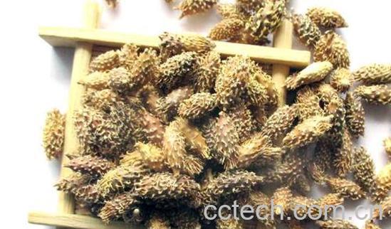 苍耳子泡水喝正确方法 苍耳子泡水喝的好处-1