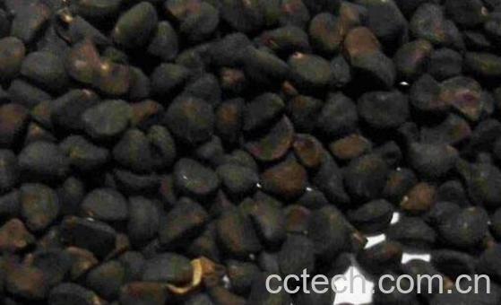 姜良籽的功效与作用-1