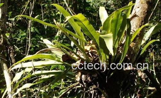 各种树寄生的药用价值-0