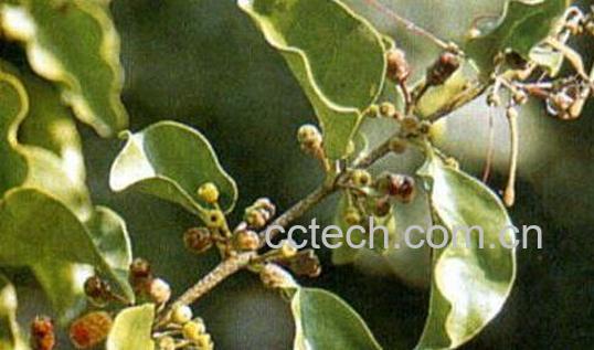 各种树寄生的药用价值-1