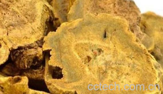 生大黄泡酒的功效与作用-0